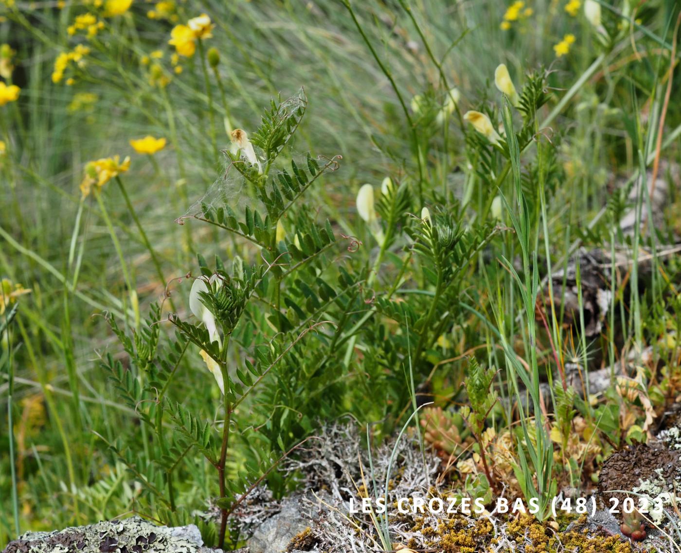 Vetch, Yellow plant